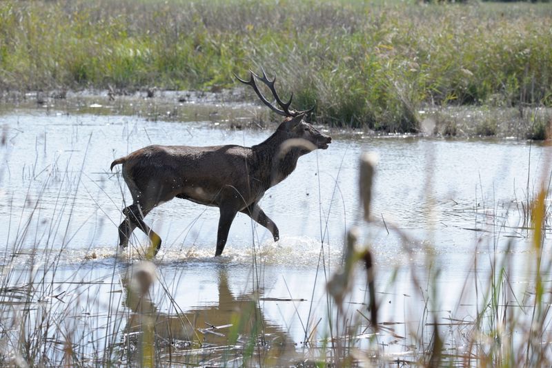 Destination sauvage, Méobecq - photo 9