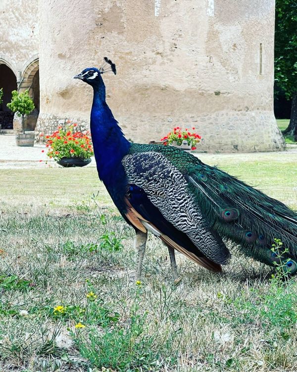 Château de la Motte-Feuilly - Le Pavillon, La Motte-Feuilly - photo 21