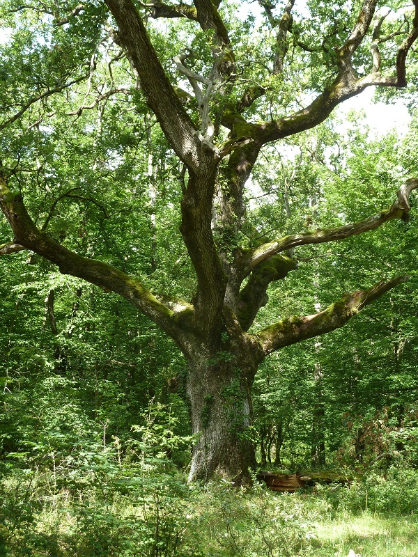 A l'ombre des chênes centenaires, Monts - photo 2