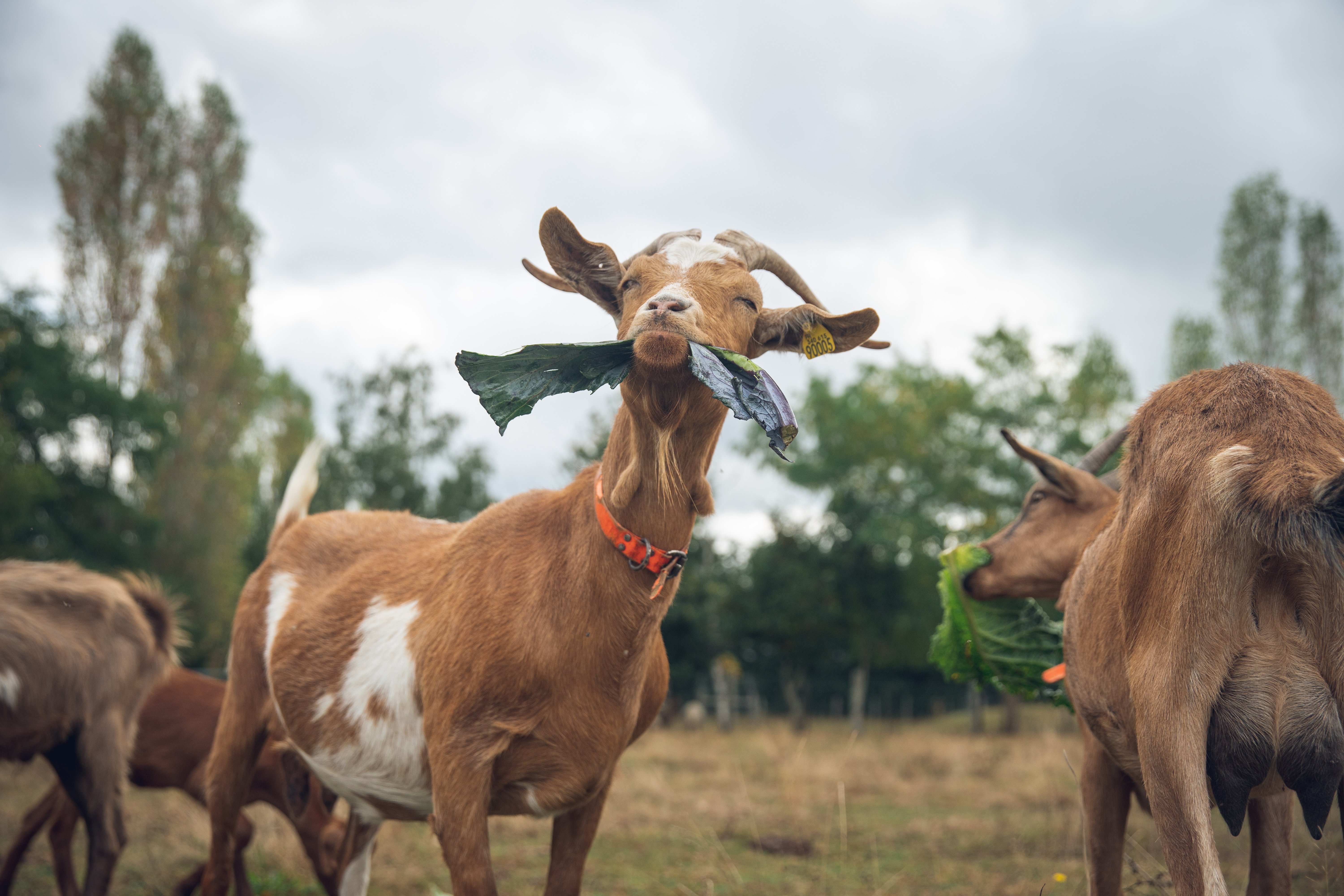 Car de tourisme aménagé, Dry - photo 4