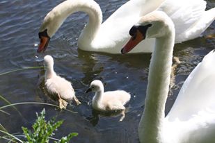 Etang communal d'Adon, Adon - photo 2