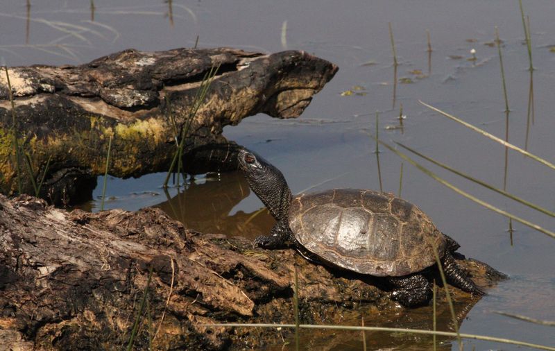 Destination sauvage, Méobecq - photo 4
