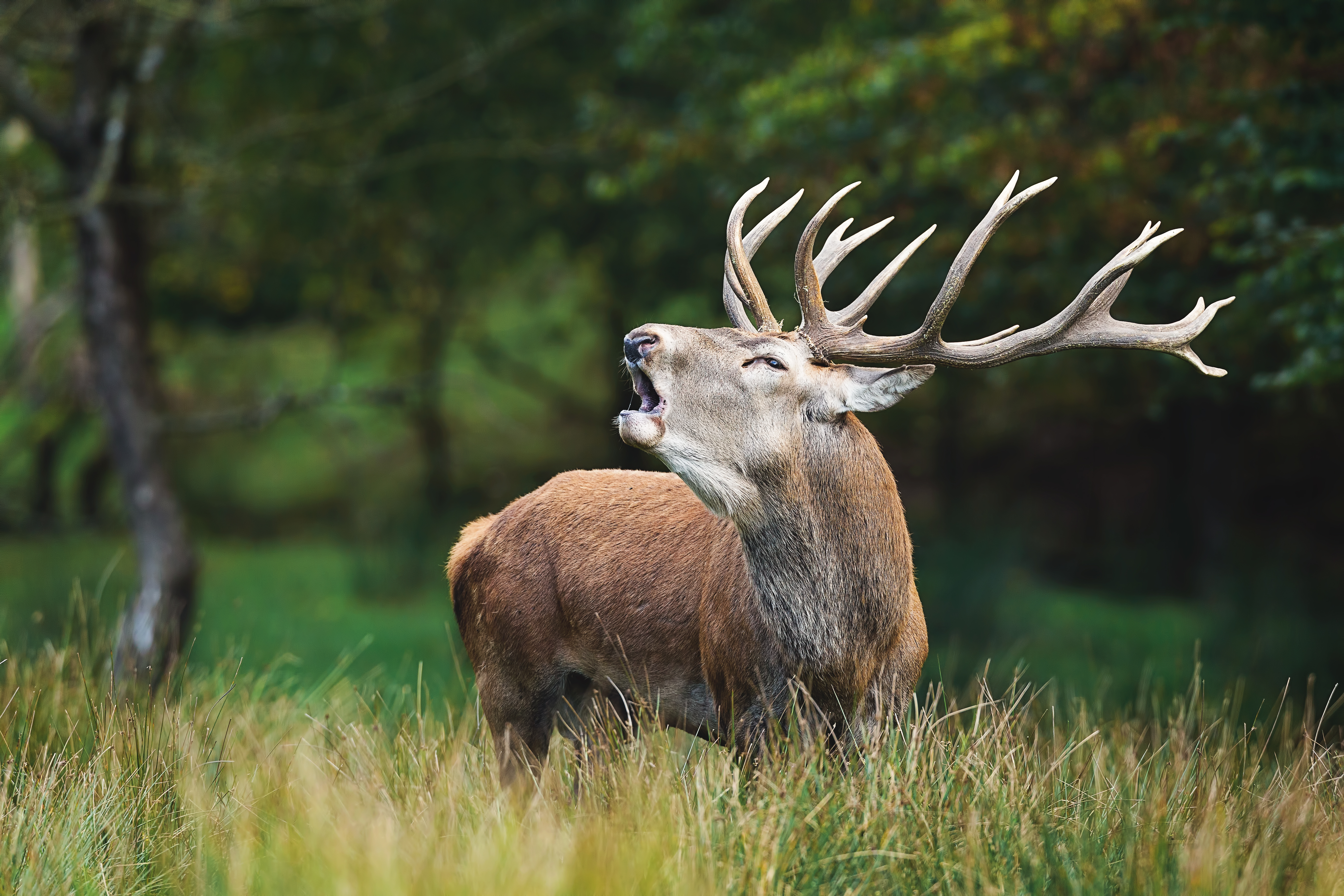 A la découverte du Brame du Cerf — visuel événement