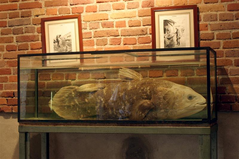 coelacanthe-c-Patrick-ANTZAMIDAKIS