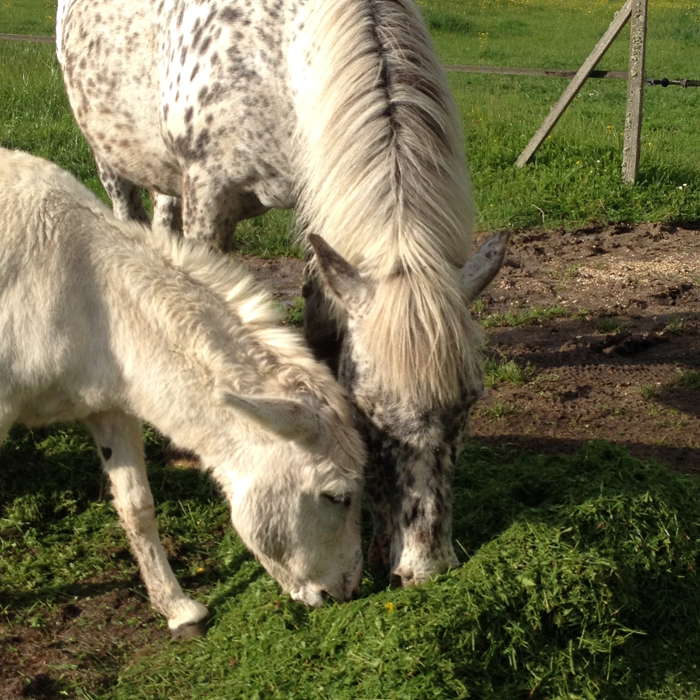 Le Petit Ebat, Cheverny - photo 6