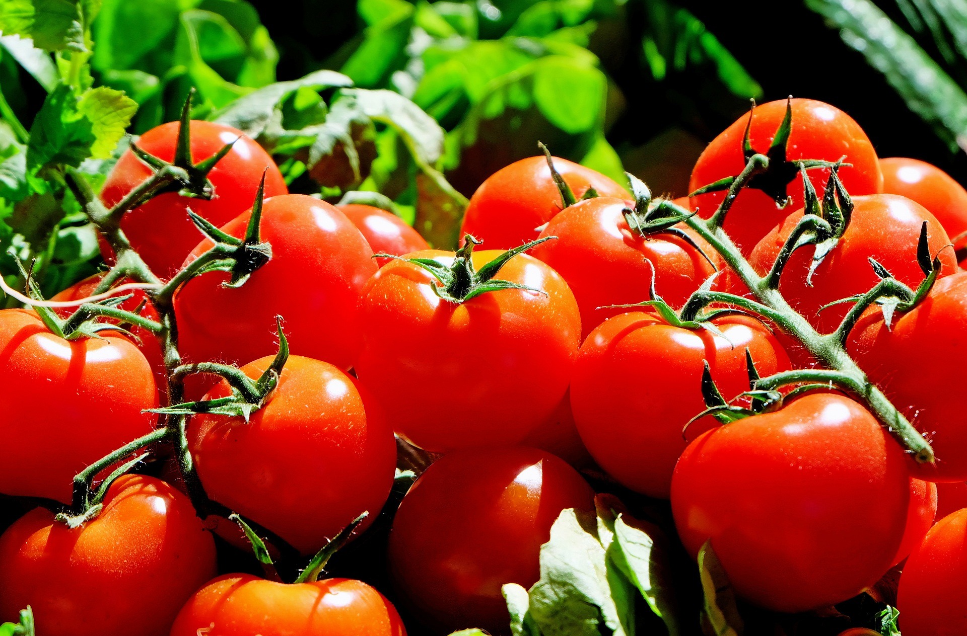 Marché de l'été de l'AMAPP — visuel événement