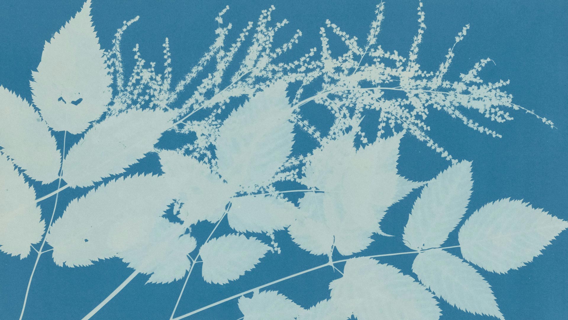 Atelier : Cyanotype – Bicentenaire de la photographie