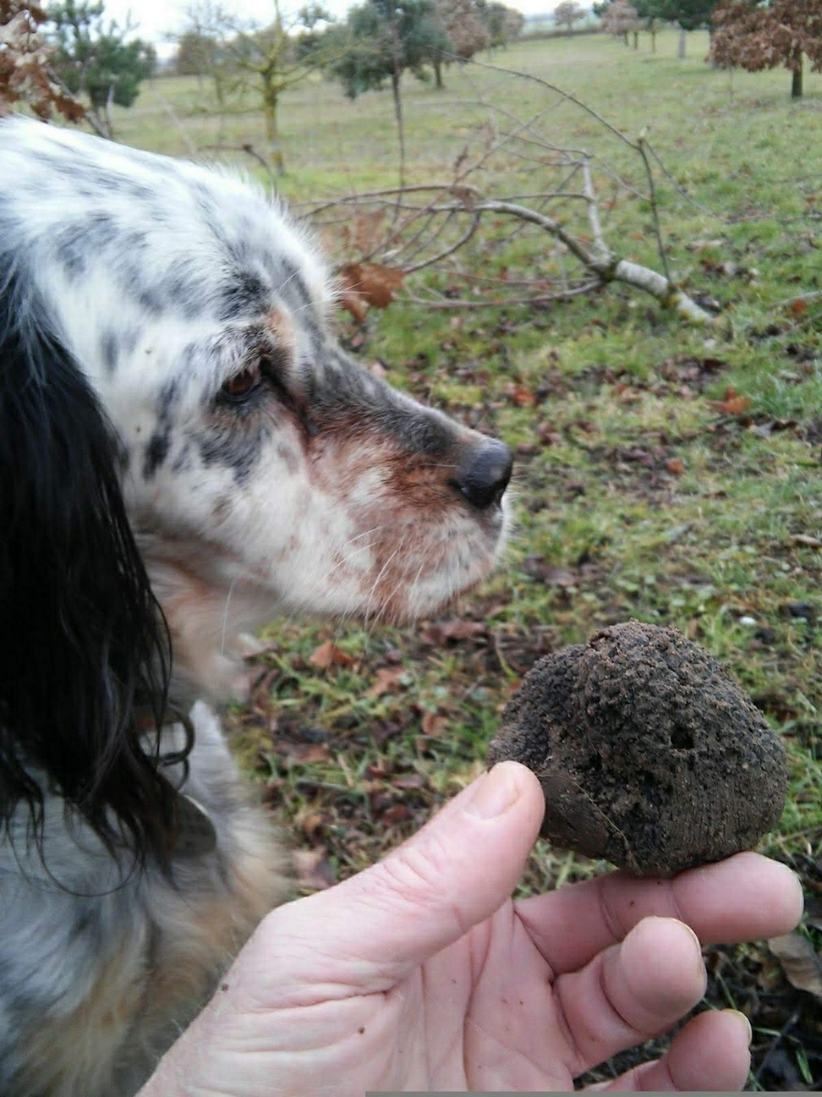 Touraine Truffes et Safran — photo 2