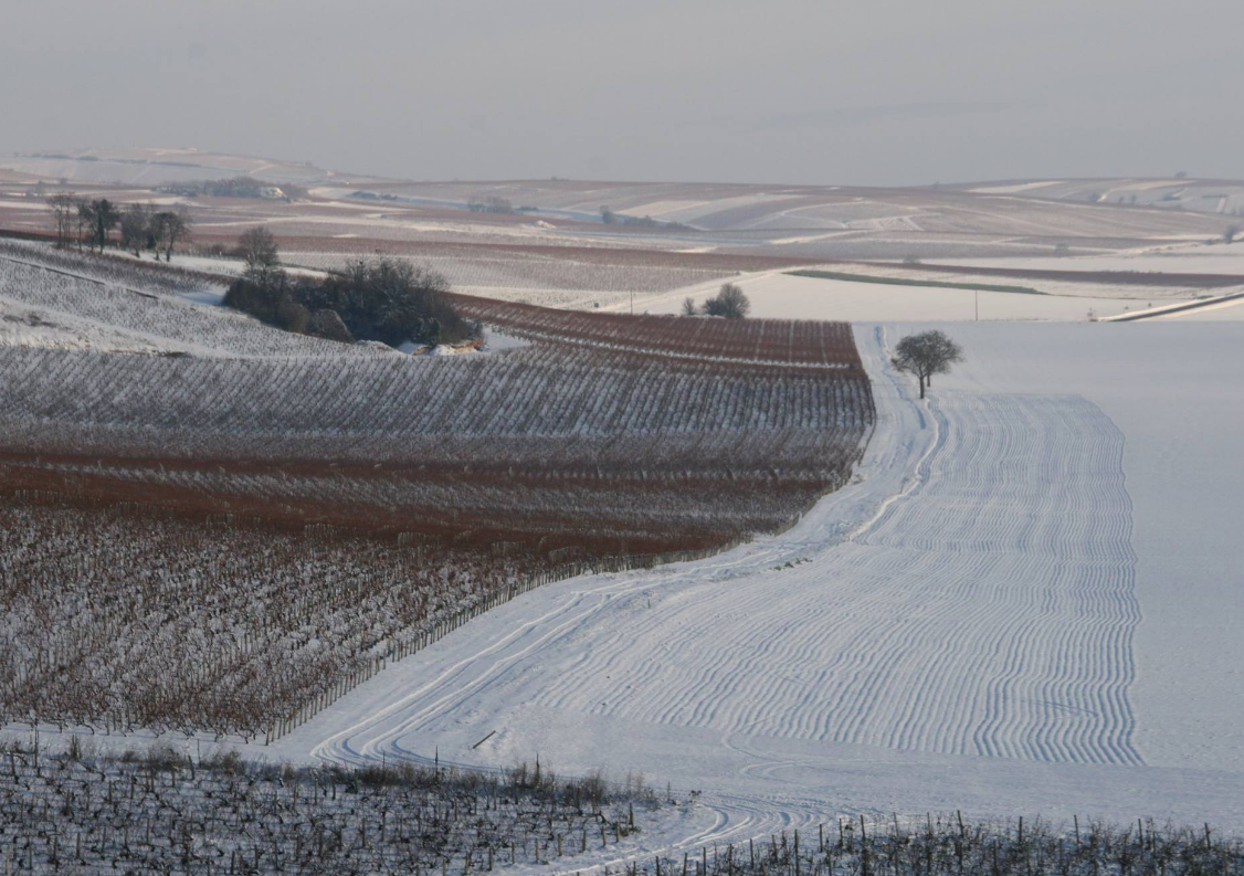 Domaine Jean-Luc et Jean-Paul Briou