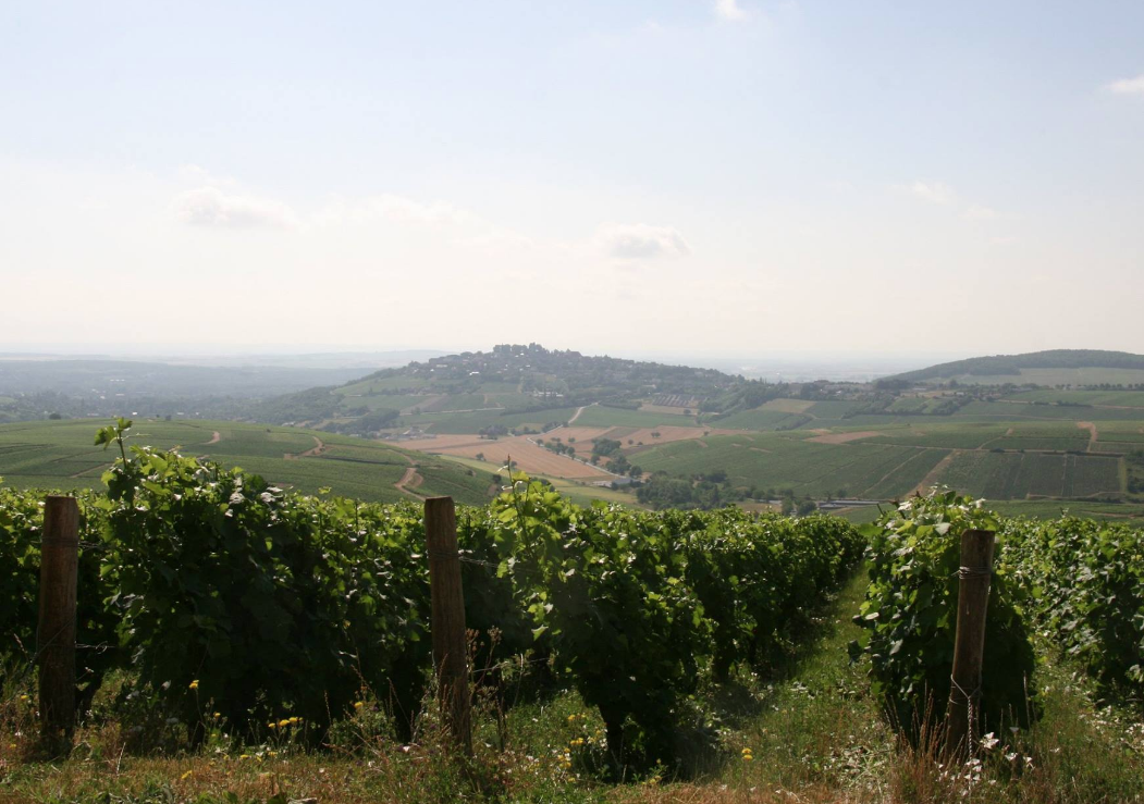 Domaine Jean-Luc et Jean-Paul Briou — photo 3