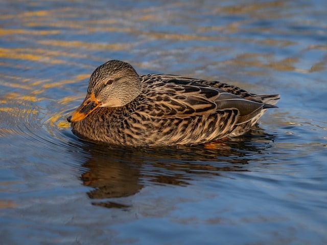 Sortie Nature - "Les canards au coeur de l