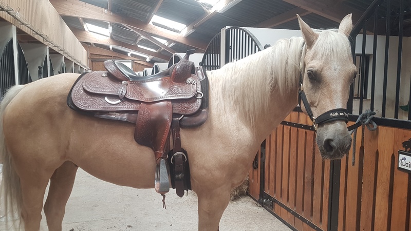 Concours équitation western