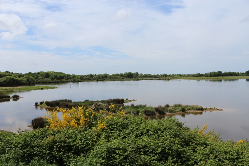 Grand observatoire de l'étang Bénisme et observatoire Foucault (RNR Terres et étangs de Brenne Massé-Foucault), Rosnay - photo 2