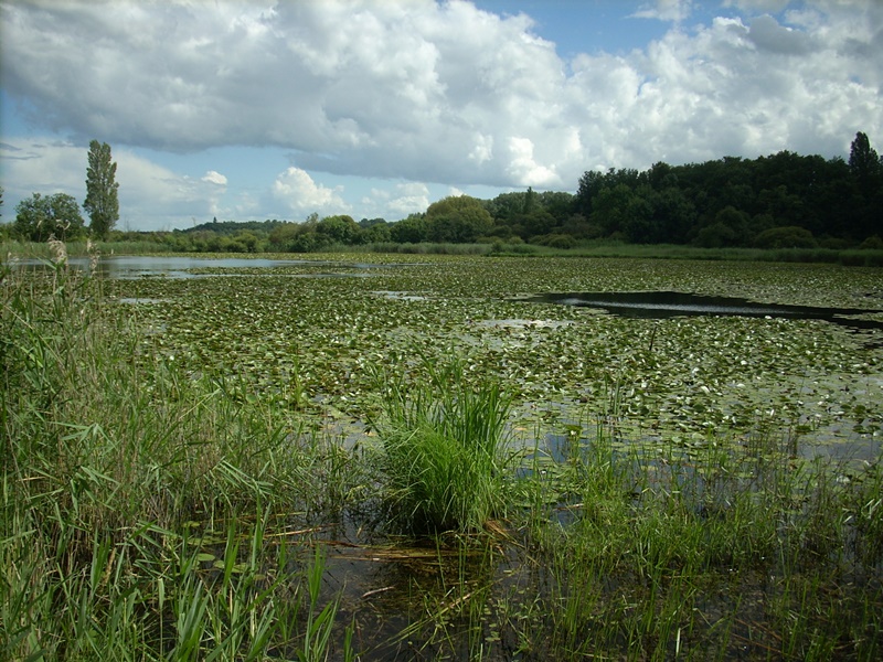 Réserve Naturelle de Chérine : les étangs de la Touche et Purais (1/1)