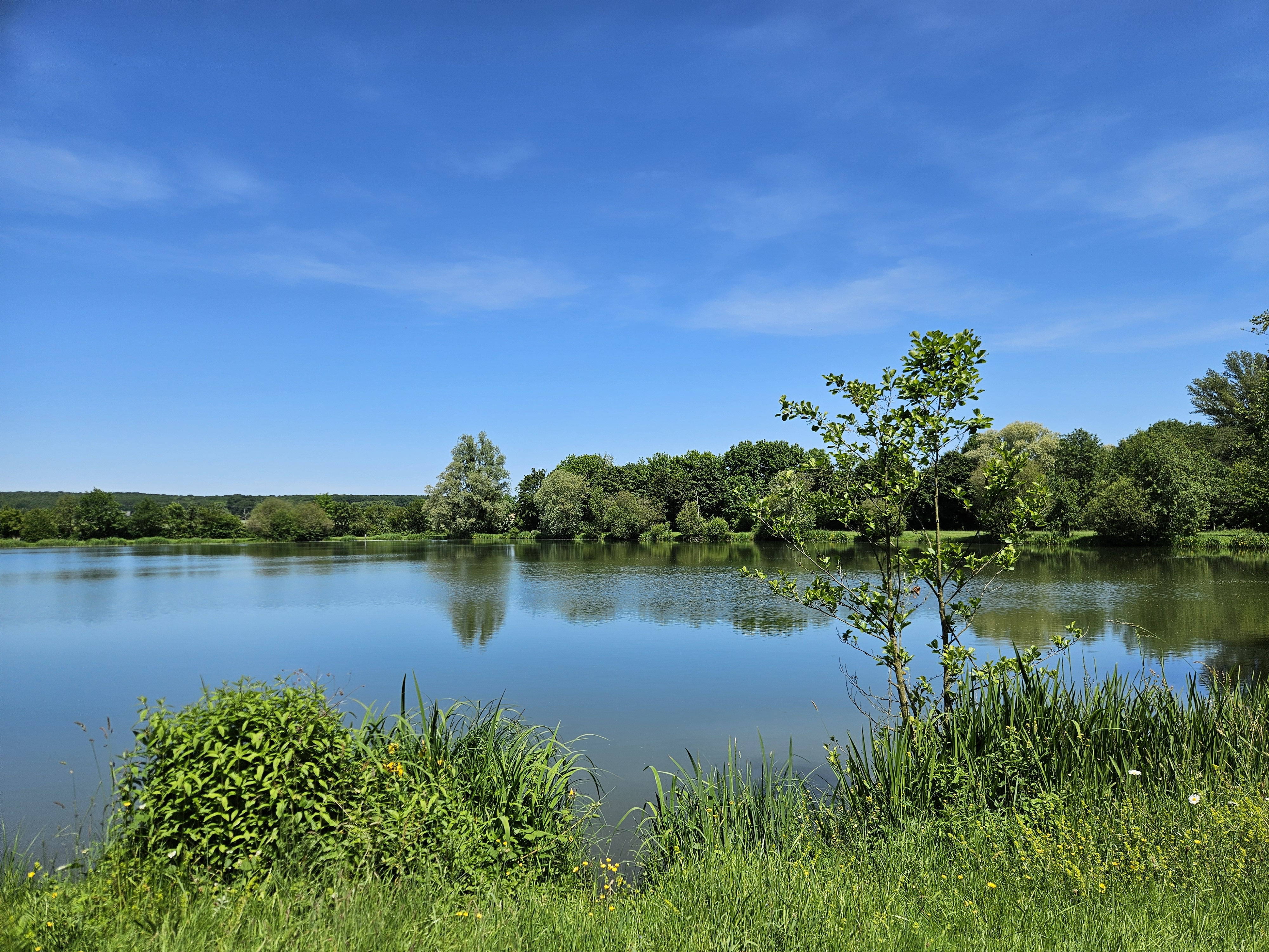 Plan d'eau Michel Hamet - Site de pêche labellisé Parcours famille, Brou - photo 4
