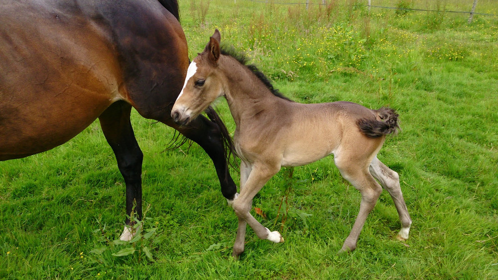 Centre équestre Etrier Wallon