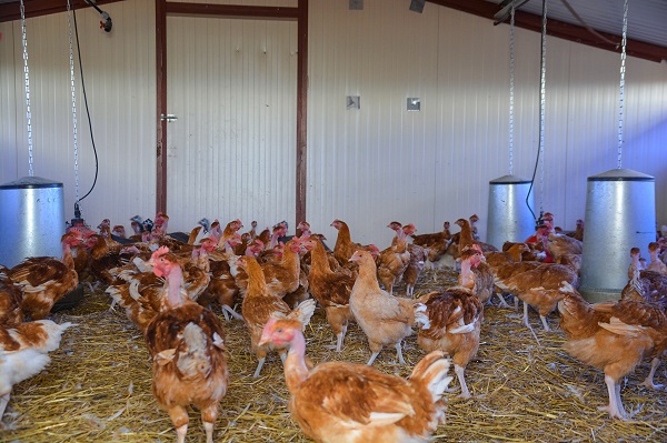La Ferme de Feuillelune — photo 3
