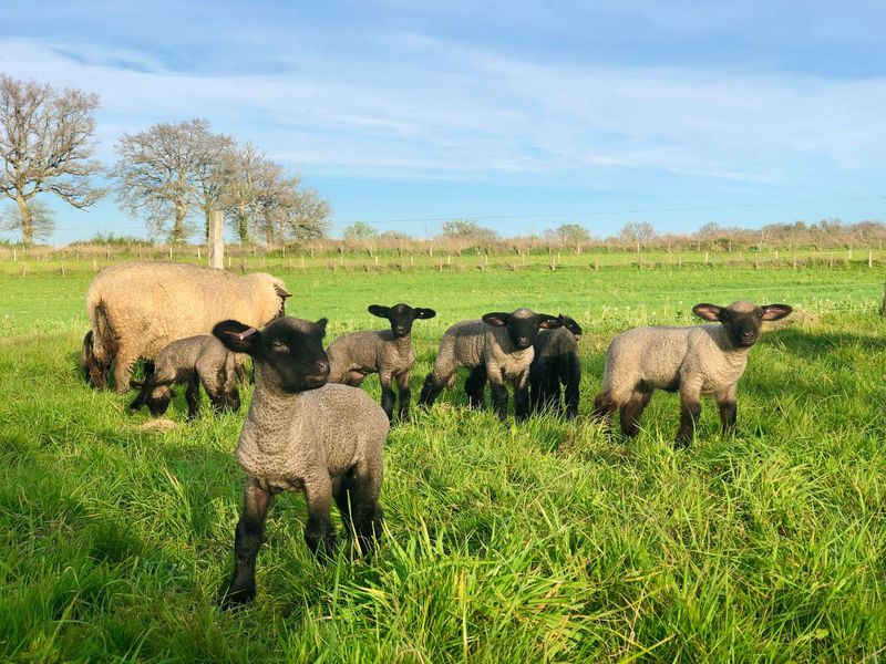 La Ferme du Beau, Chaillac - photo 7
