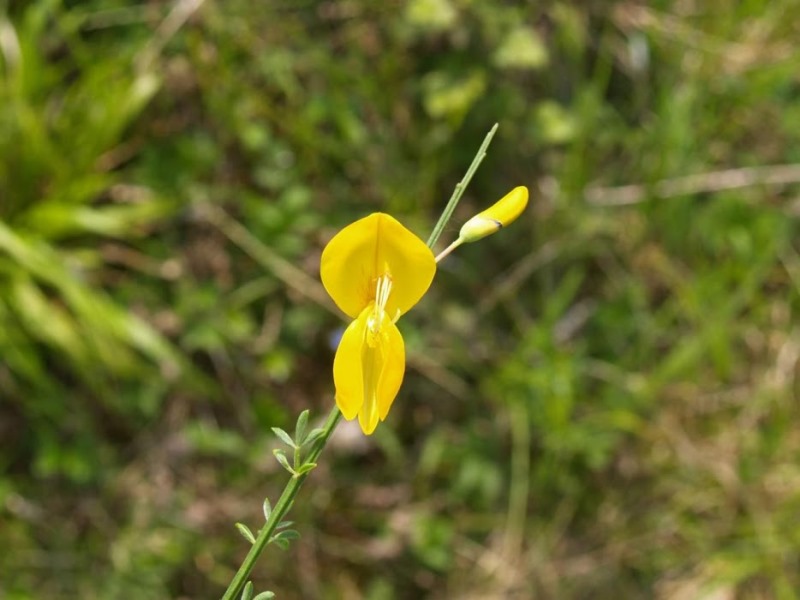 Mon Herbier Châtillonnais : Fléré-la-Rivière, la flore de l’Aunay