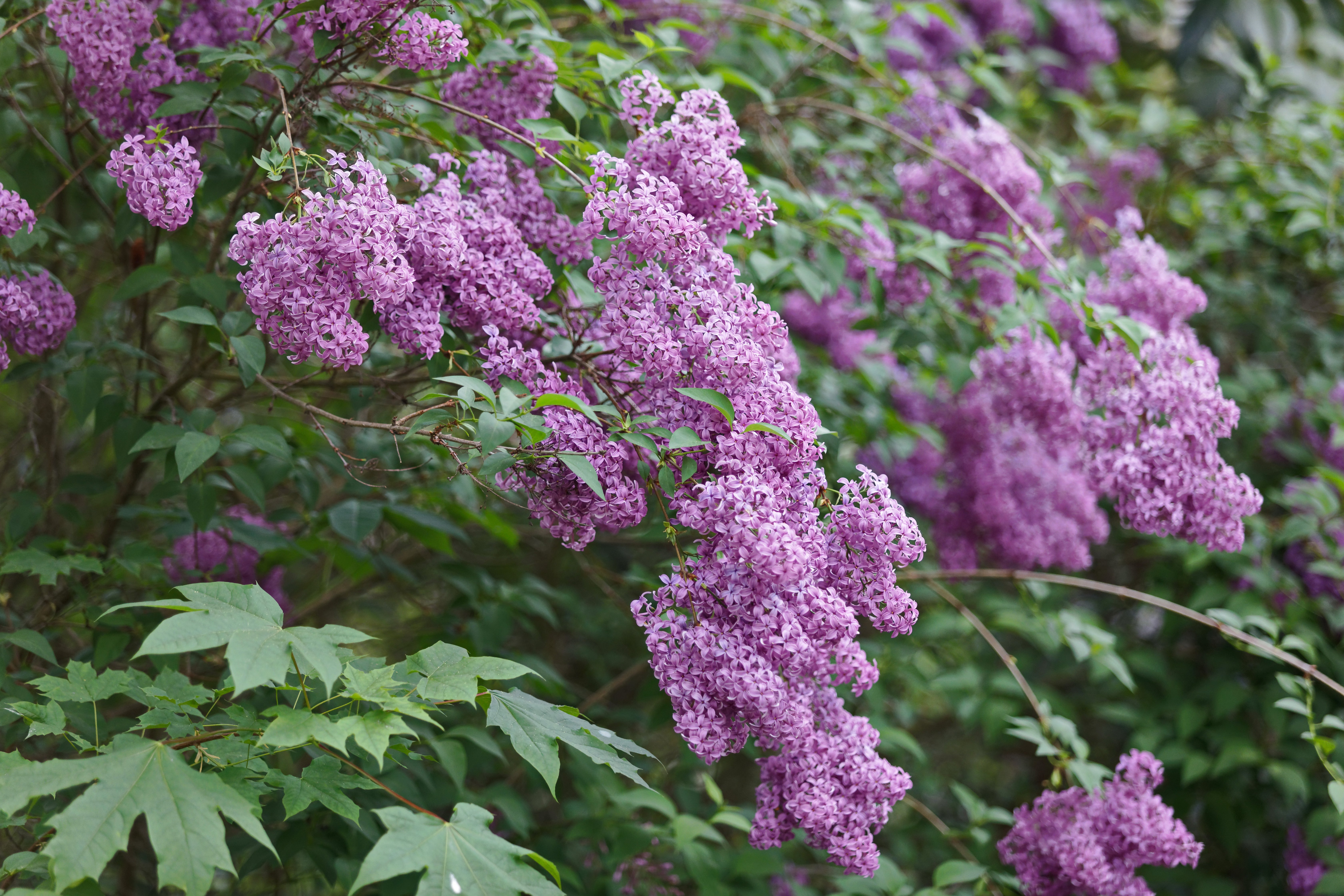 Parc Louis Pasteur, Orléans - photo 14