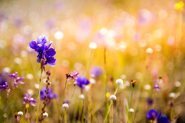 Initiation fleurs de Bach