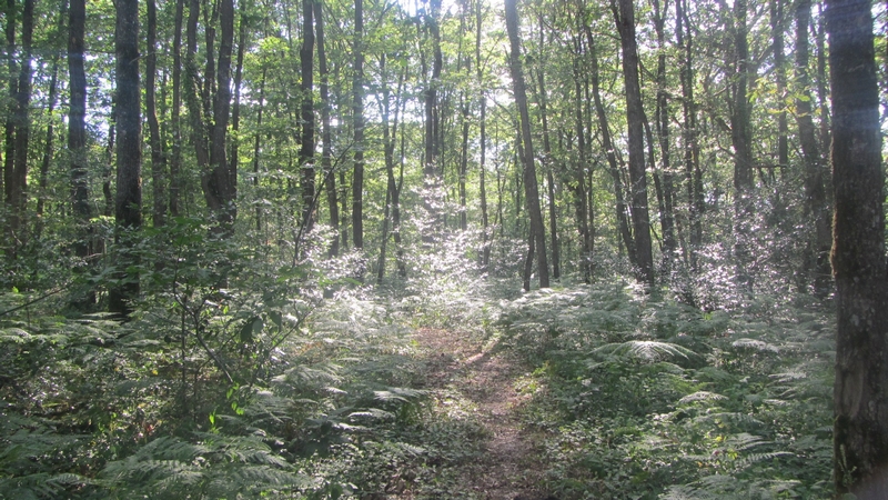 Des Petits Pas vers Soi, Seichebrières - photo 5