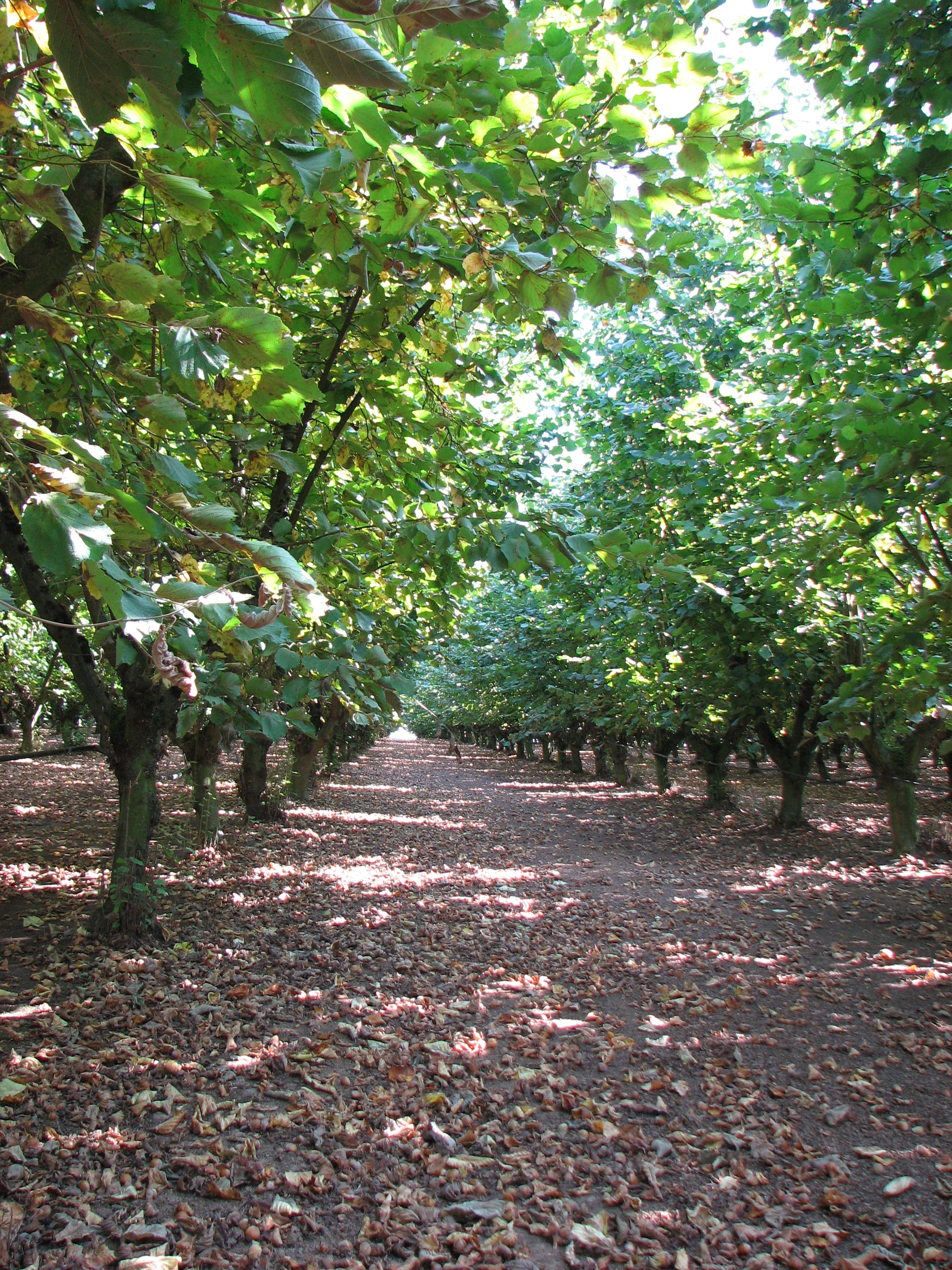 Aire de stationnement pour camping-cars - Roches, Roches - photo 7