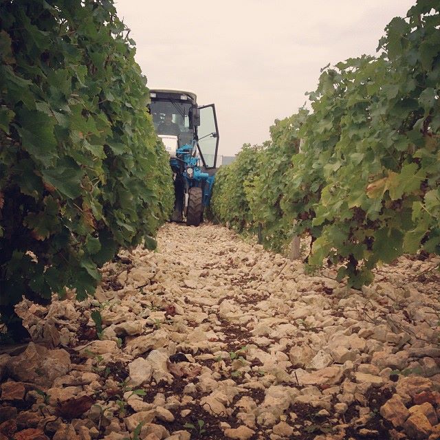 Domaine Georges Millerioux et Fils — photo 2