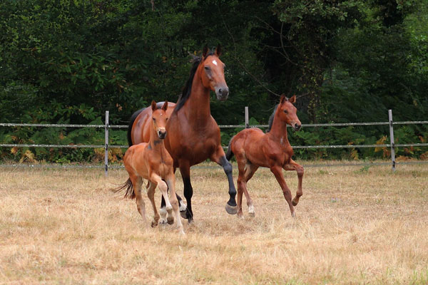 Le gite du Haras de Garrypierre, Neung-sur-Beuvron - photo 17