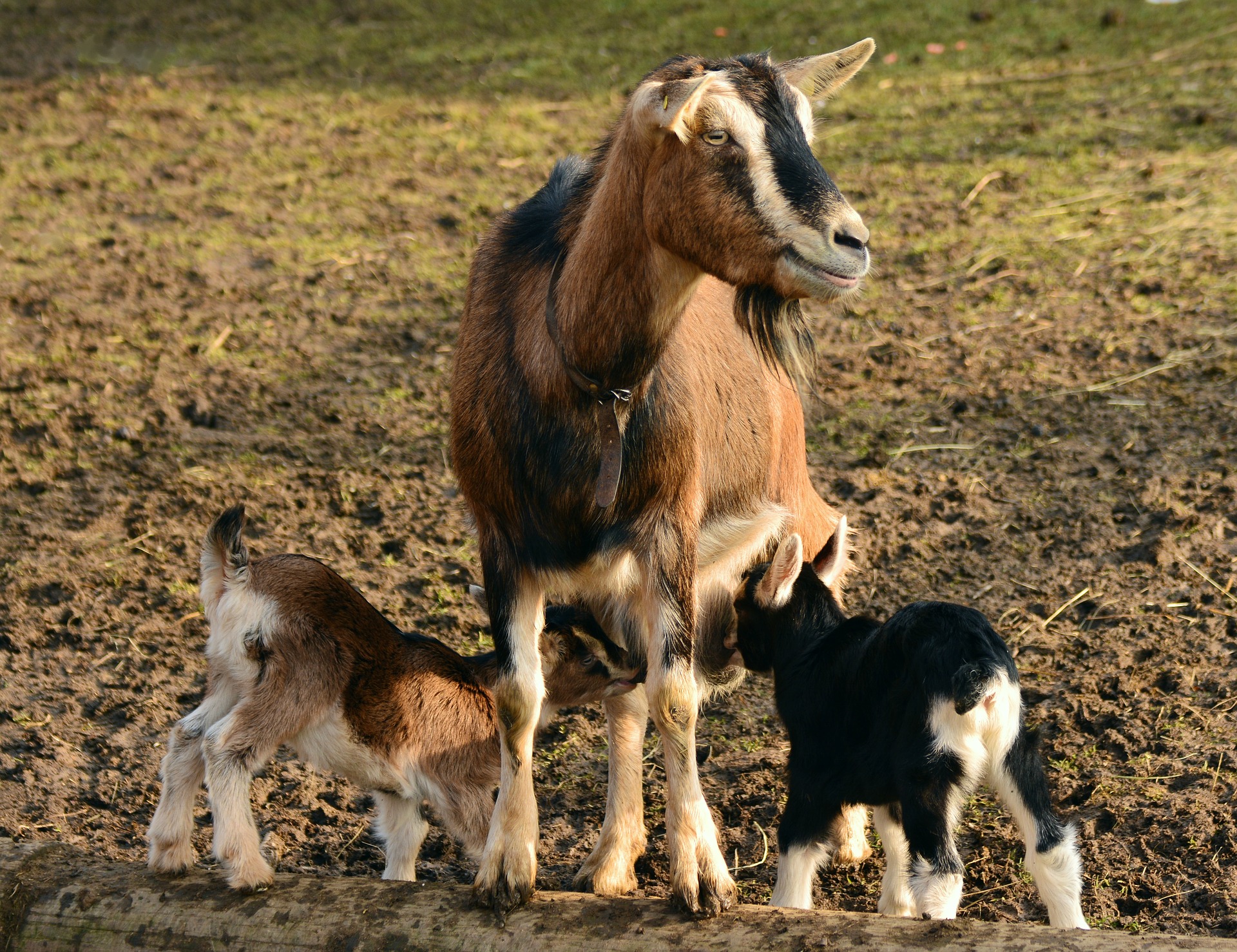 L'élevage de chèvres de l'abbaye de Nottonville  France Centre-Val de Loire Eure-et-Loir Nottonville 28140