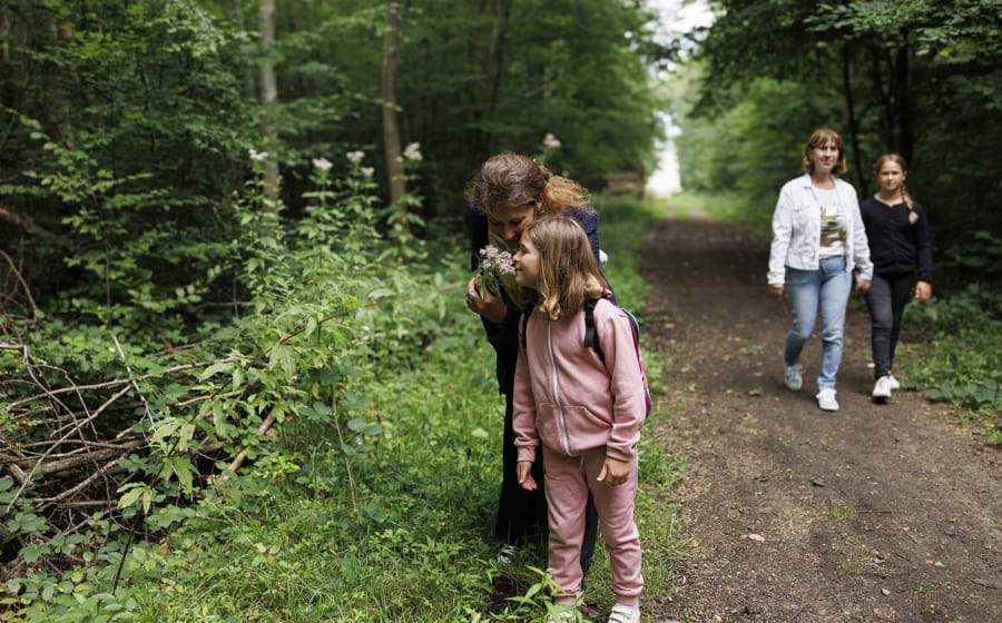Les plantes médicinales