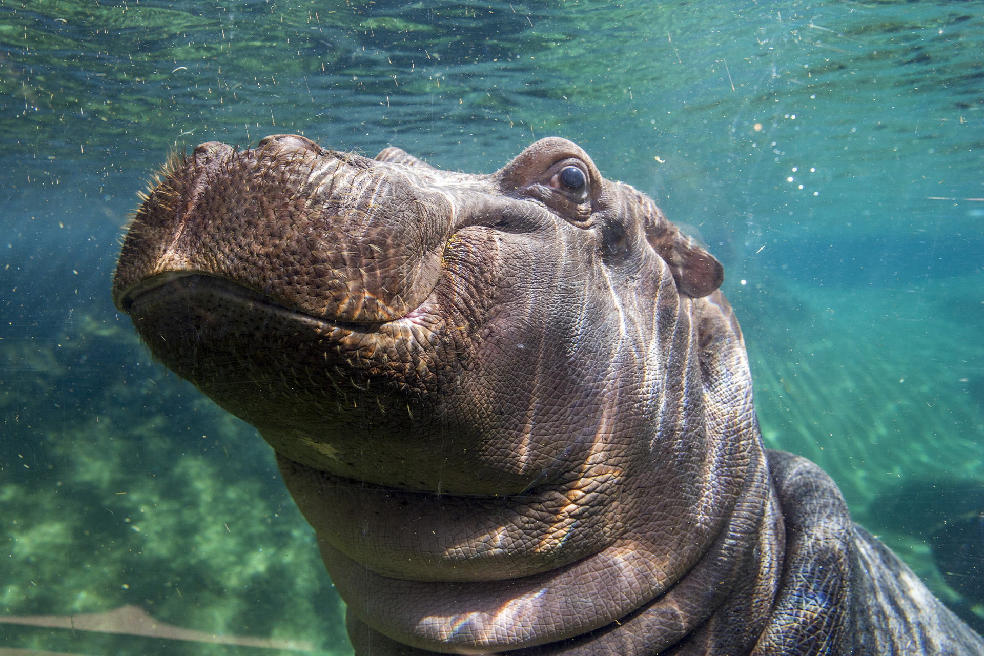ZooParc de Beauval, Saint-Aignan - photo 2