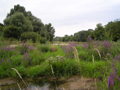 L’Espace Naturel Sensible : L'île Marie