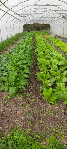 Corbet Thomas - La Ferme Pachamama