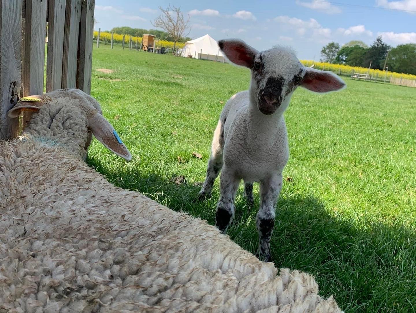 Caraferme et Compagnie, Les Châtelets - photo 4