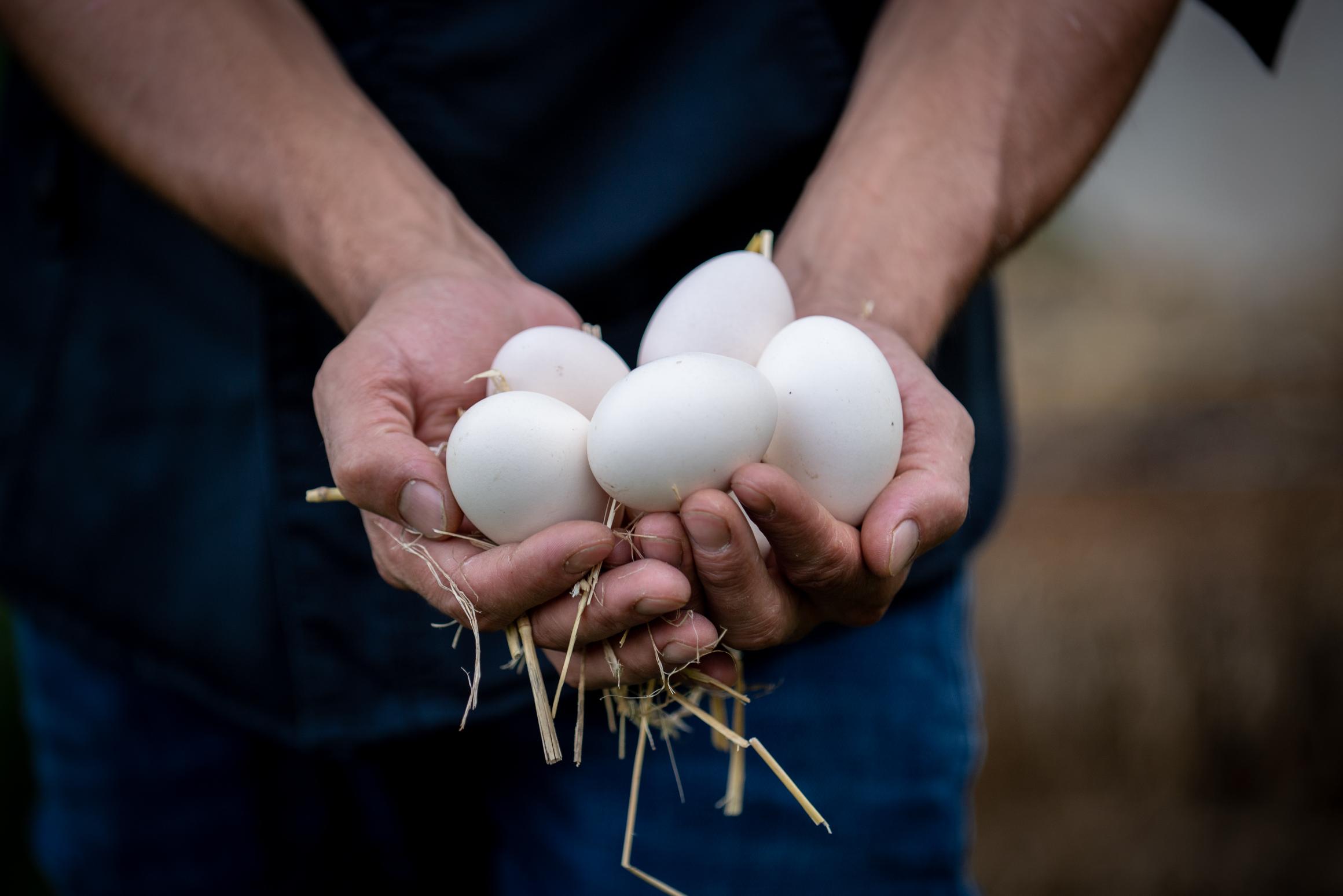 La Forge, Le Subdray - photo 3