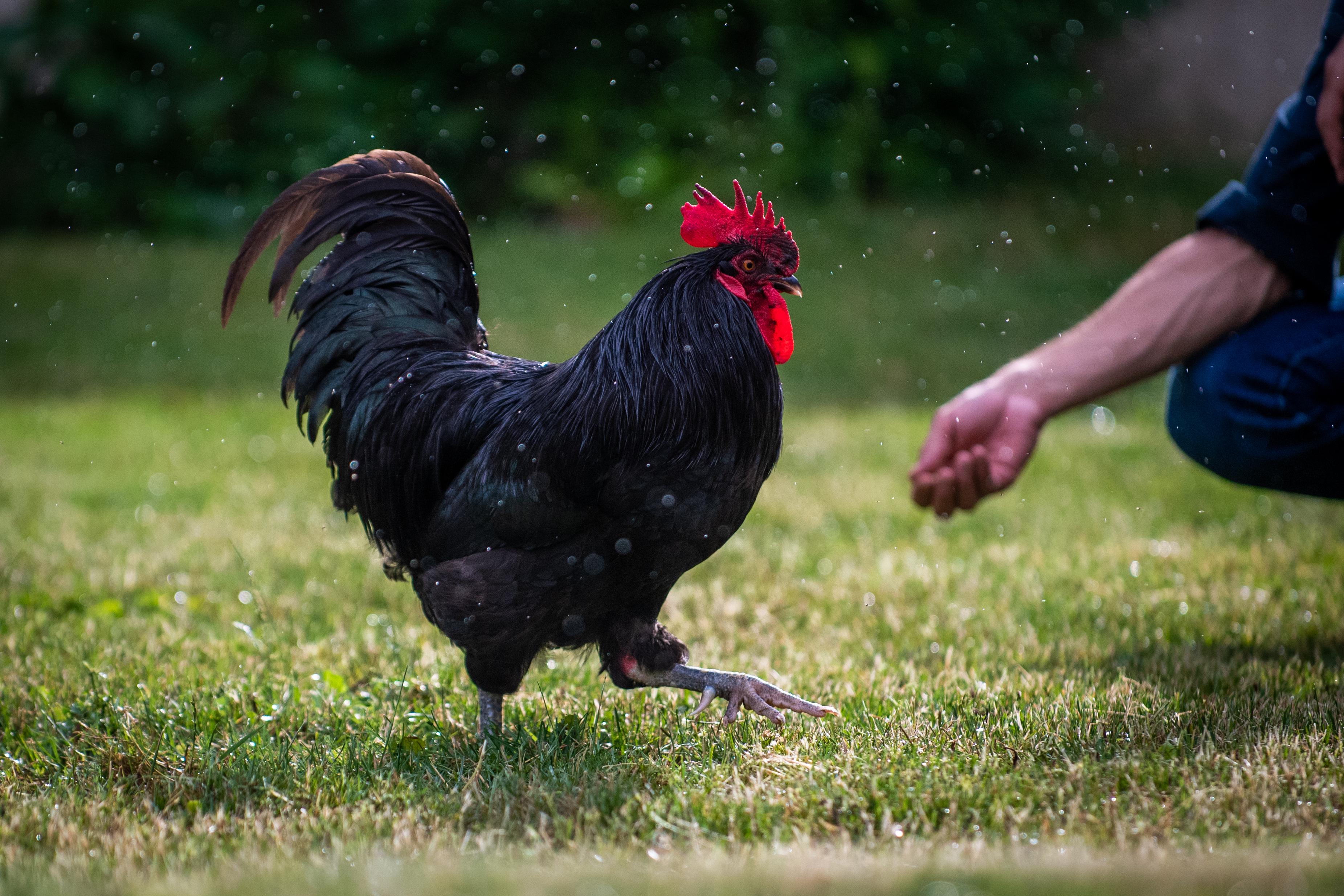 La Forge, Le Subdray