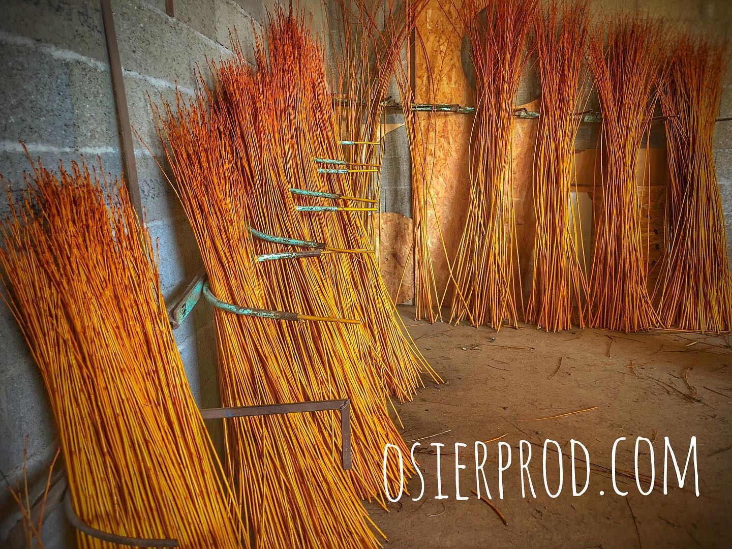 Visite d'une exploitation productrice d'osier "la récolte"