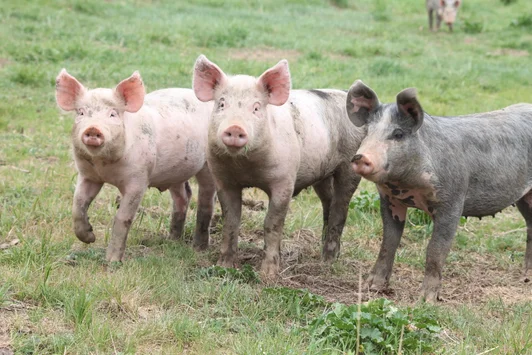 Domaine Sainte Marie des Gués