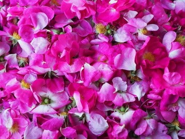 Rendez-vous au jardin des roses, Sepmes - photo 2