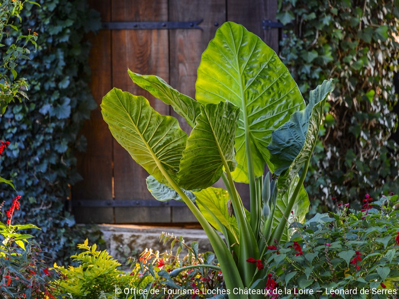 Jardin René Boylesve, Descartes