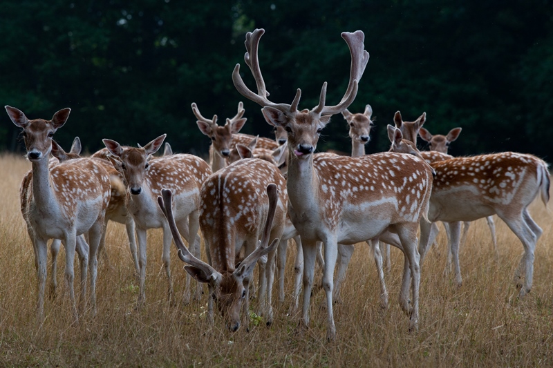 Château de Valençay, Valençay - photo 7