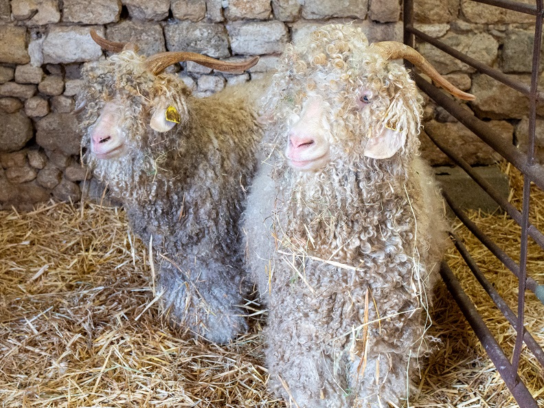 La Ferme des p'tits Bergers