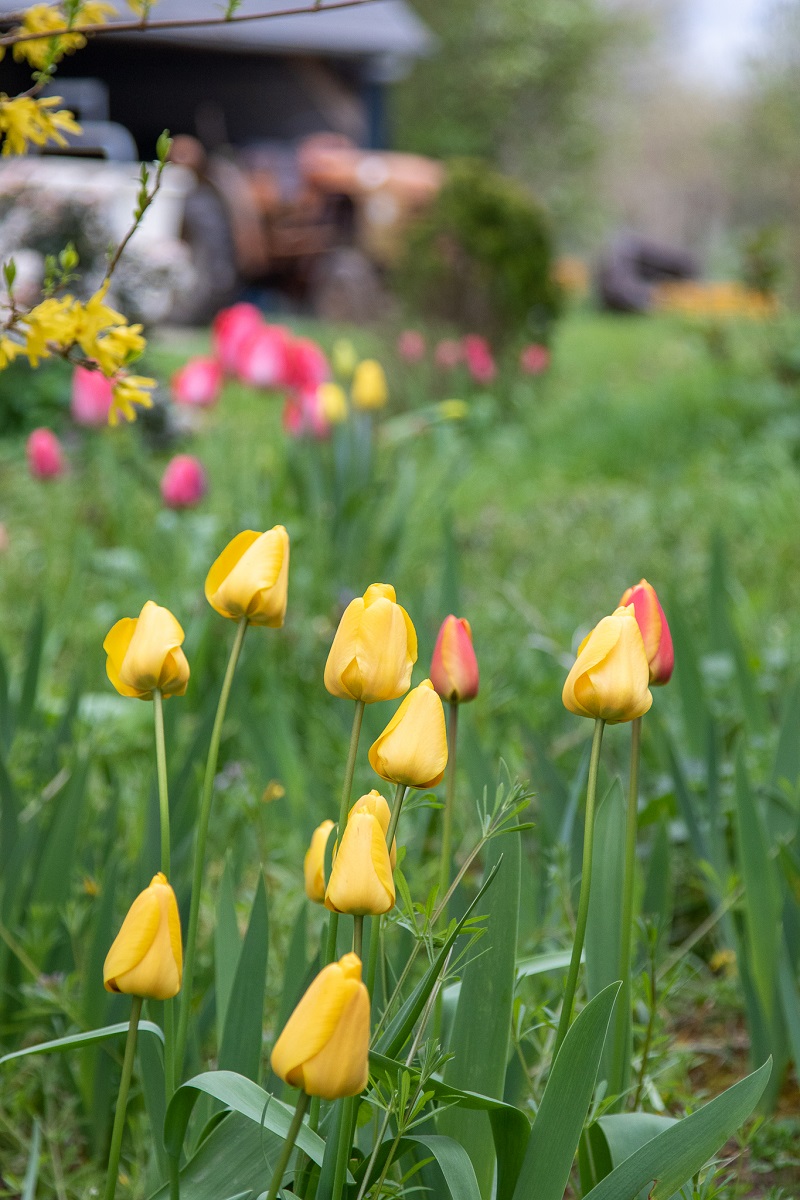 Ferme les Grillons, Limeray - photo 5