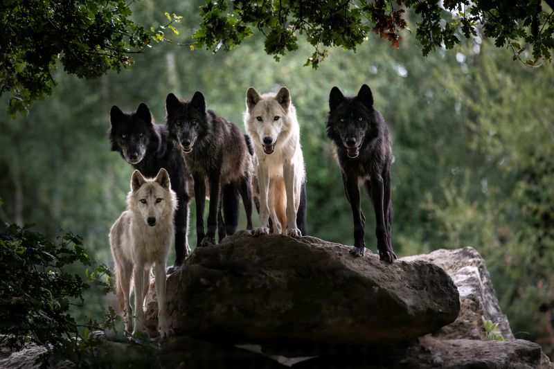 Réserve zoologique de la Haute-Touche