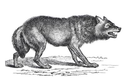 Visite famille "Le loup à Nouzilly et en gâtine tourangelle" — visuel événement