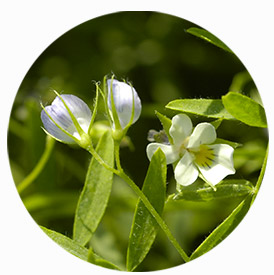 Les lentilles vertes du Berry