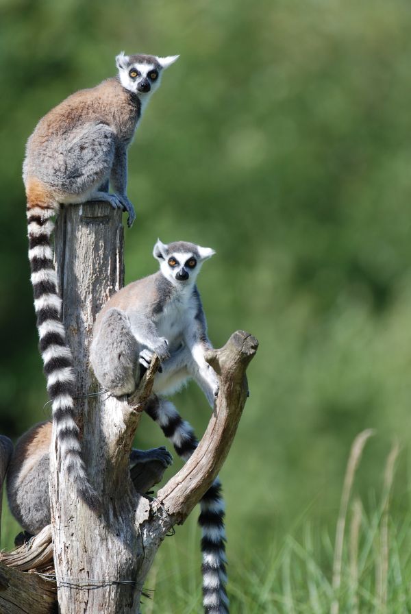 Réserve zoologique de la Haute-Touche, Azay-le-Ferron - photo 6