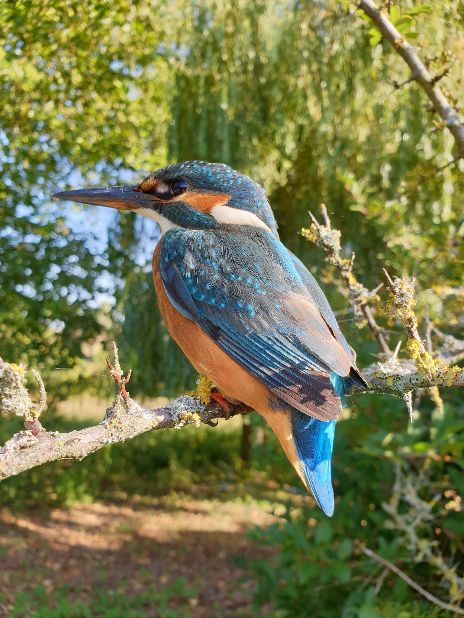 Domaine du Moulin Neuf - Gîte La Bergerie, Chassant - photo 36