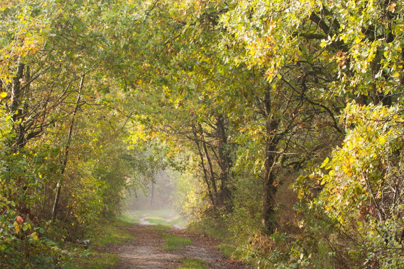 Balade à pied n°3 - Voyage entre les étangs et le canal des cinq bondes, Lingé